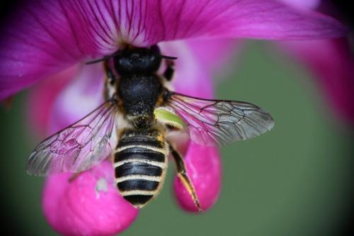 Réf. 262 697 : Megachile ericetorum